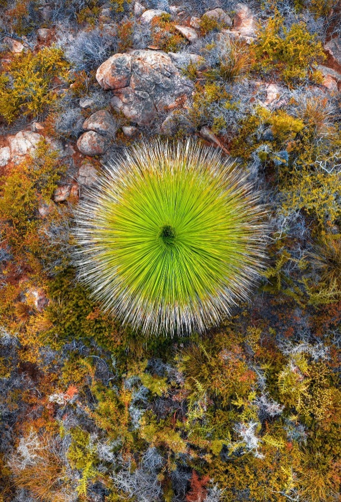 Birds eye view of a green Balga tree, surrounded by small rocks and ground level shrubbery. 